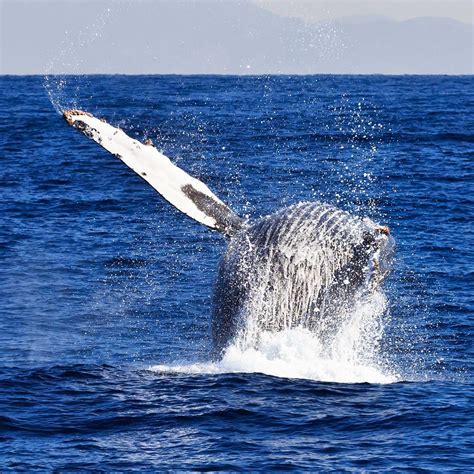 island packers whale watching.